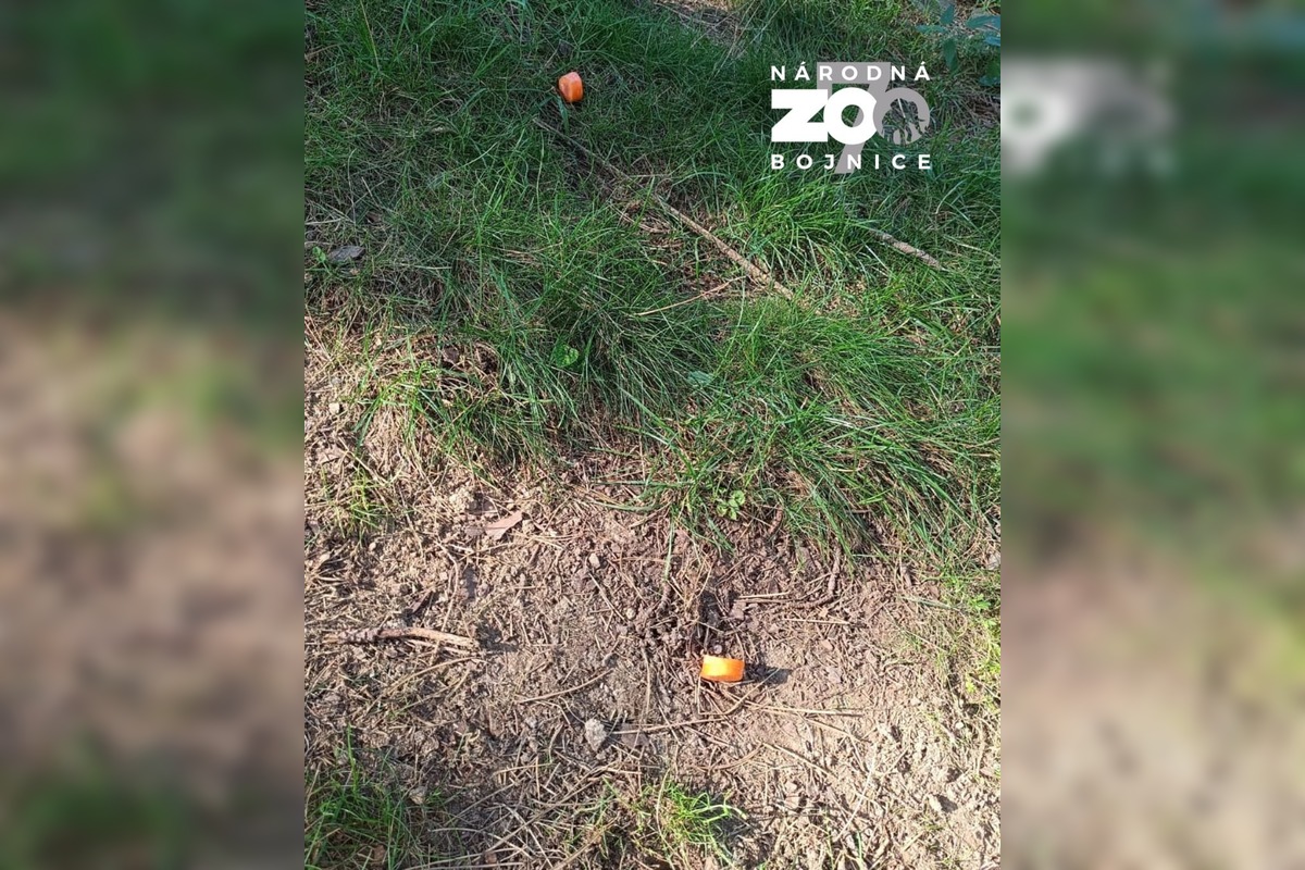 FOTO: Nekŕmte zvieratá v ZOO, môže ich to stáť život, odkazujú ošetrovatelia, foto 2