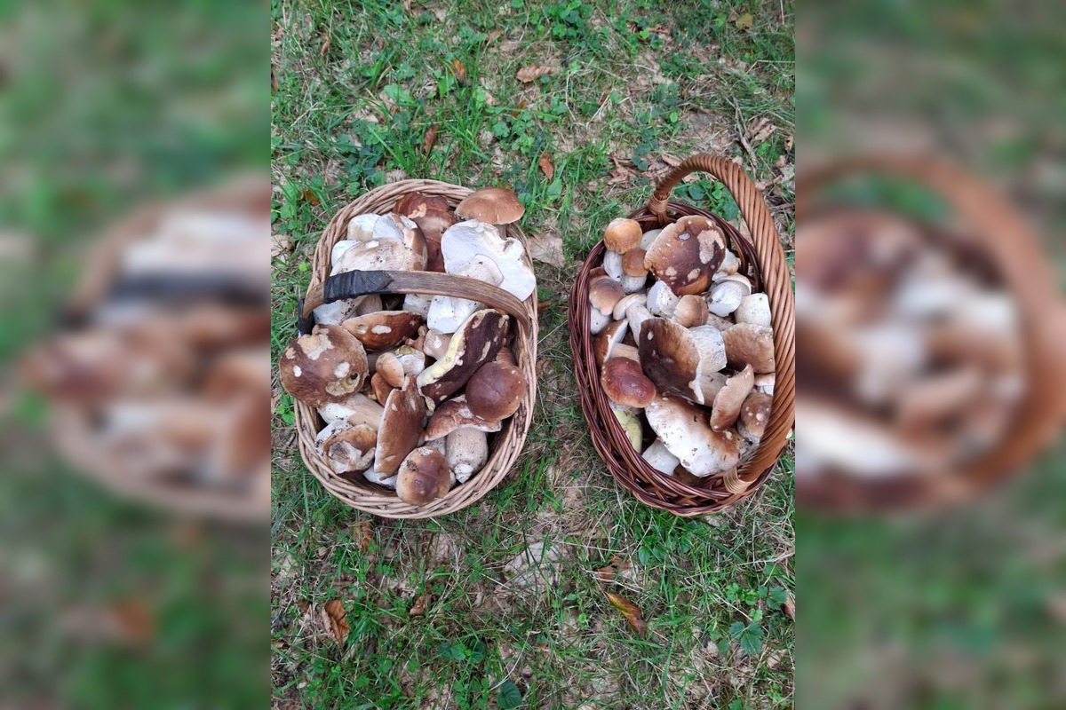 FOTO: Lesy Trenčianskeho kraja sa premenili na hubársky raj, košíky nadšencov sa plnia dubákmi aj masliakmi, foto 1