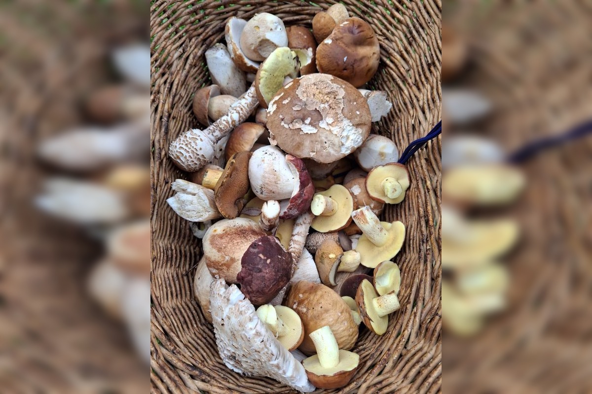 FOTO: Lesy Trenčianskeho kraja sa premenili na hubársky raj, košíky nadšencov sa plnia dubákmi aj masliakmi, foto 2