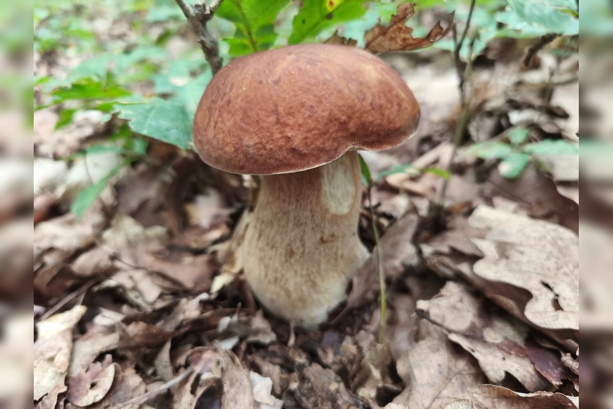 FOTO: Lesy Trenčianskeho kraja sa premenili na hubársky raj, košíky nadšencov sa plnia dubákmi aj masliakmi, foto 3