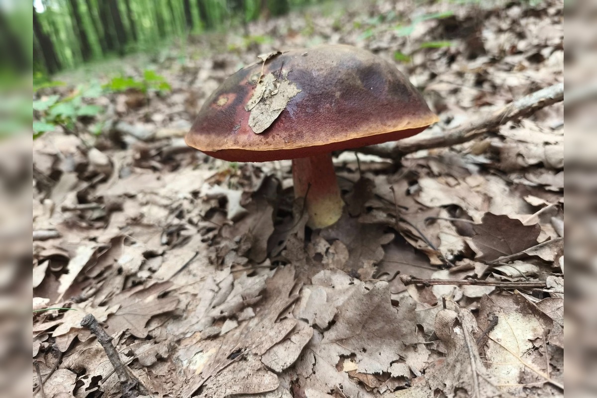 FOTO: Lesy Trenčianskeho kraja sa premenili na hubársky raj, košíky nadšencov sa plnia dubákmi aj masliakmi, foto 4