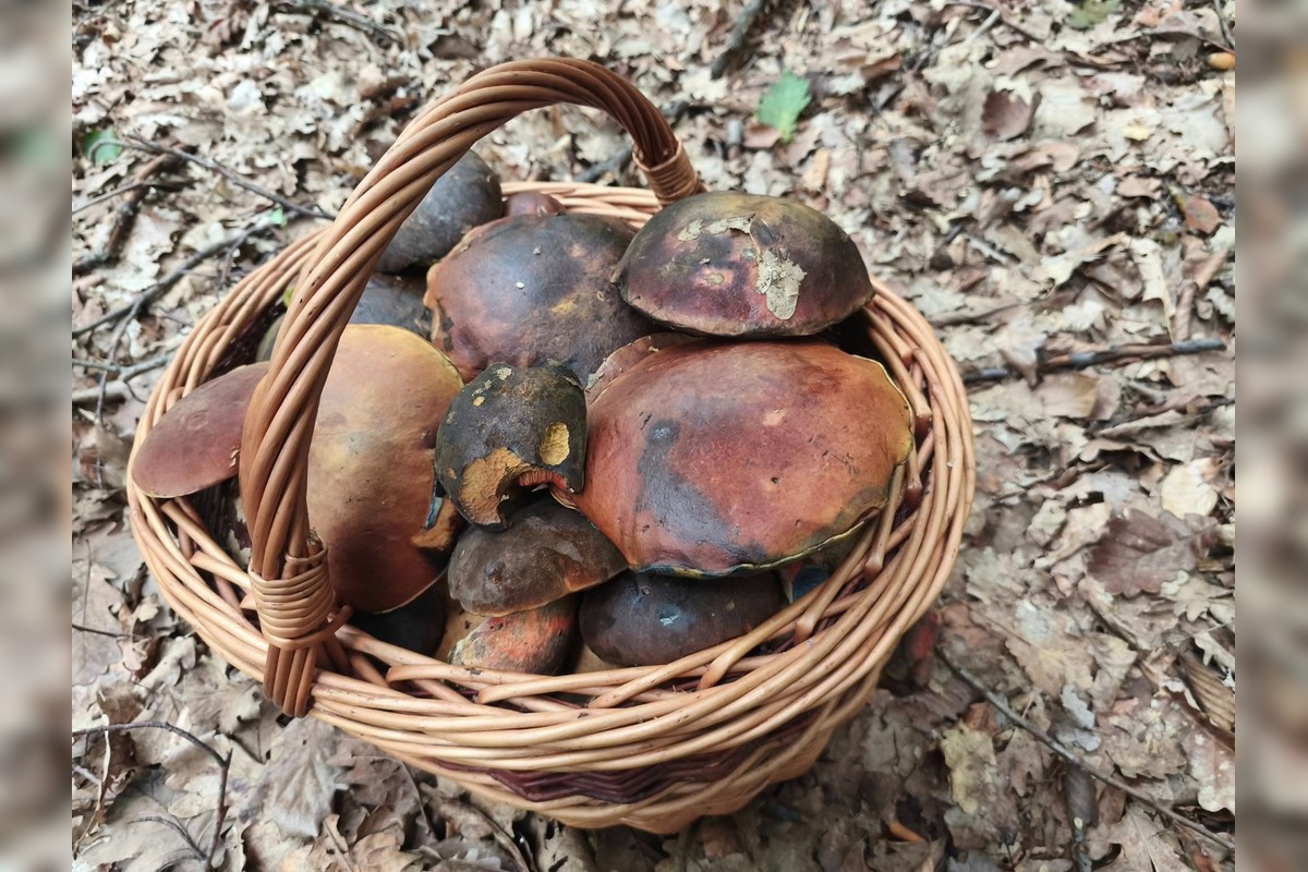FOTO: Lesy Trenčianskeho kraja sa premenili na hubársky raj, košíky nadšencov sa plnia dubákmi aj masliakmi, foto 5