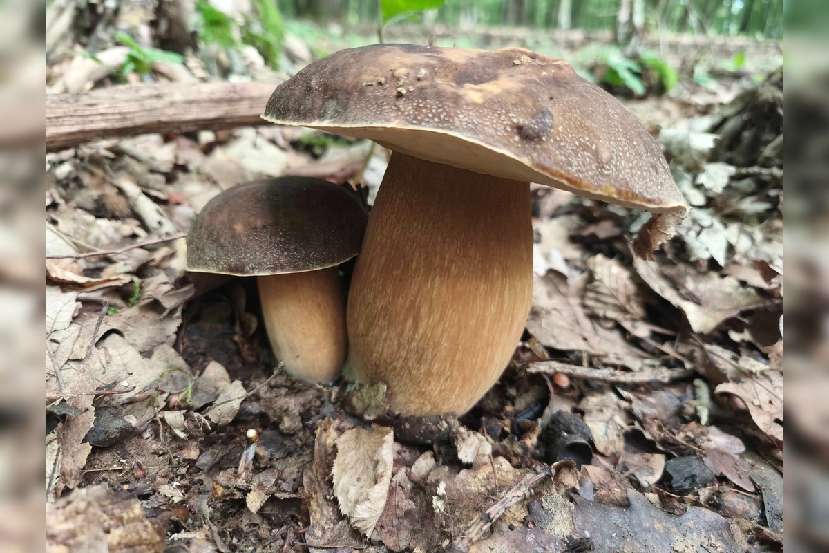 FOTO: Lesy Trenčianskeho kraja sa premenili na hubársky raj, košíky nadšencov sa plnia dubákmi aj masliakmi, foto 6
