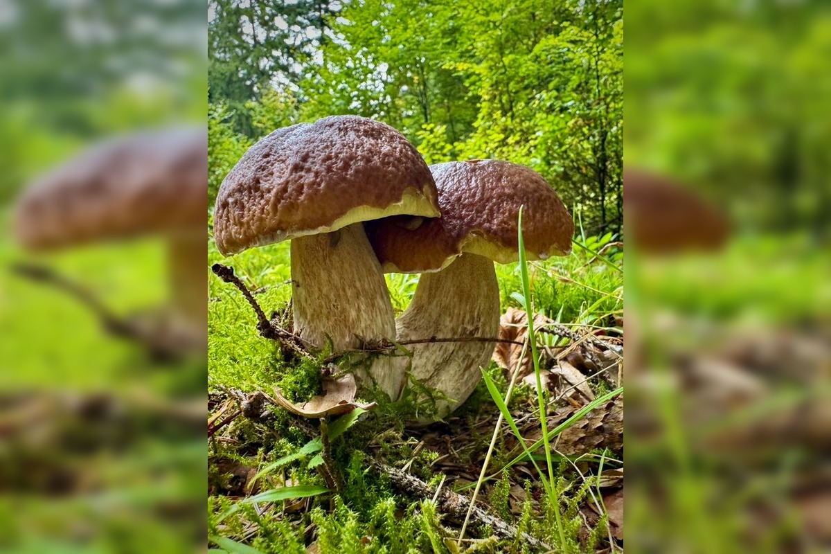 FOTO: Lesy Trenčianskeho kraja sa premenili na hubársky raj, košíky nadšencov sa plnia dubákmi aj masliakmi, foto 7