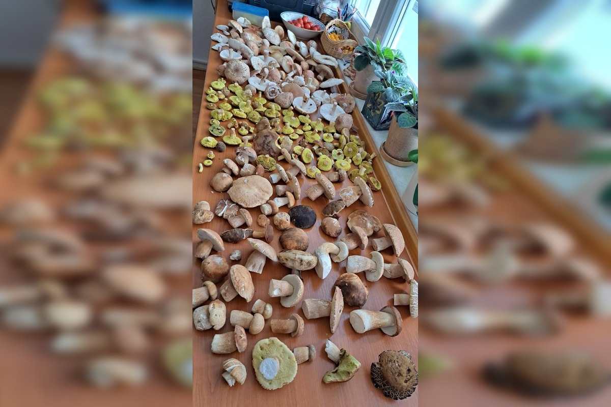 FOTO: Lesy Trenčianskeho kraja sa premenili na hubársky raj, košíky nadšencov sa plnia dubákmi aj masliakmi, foto 8