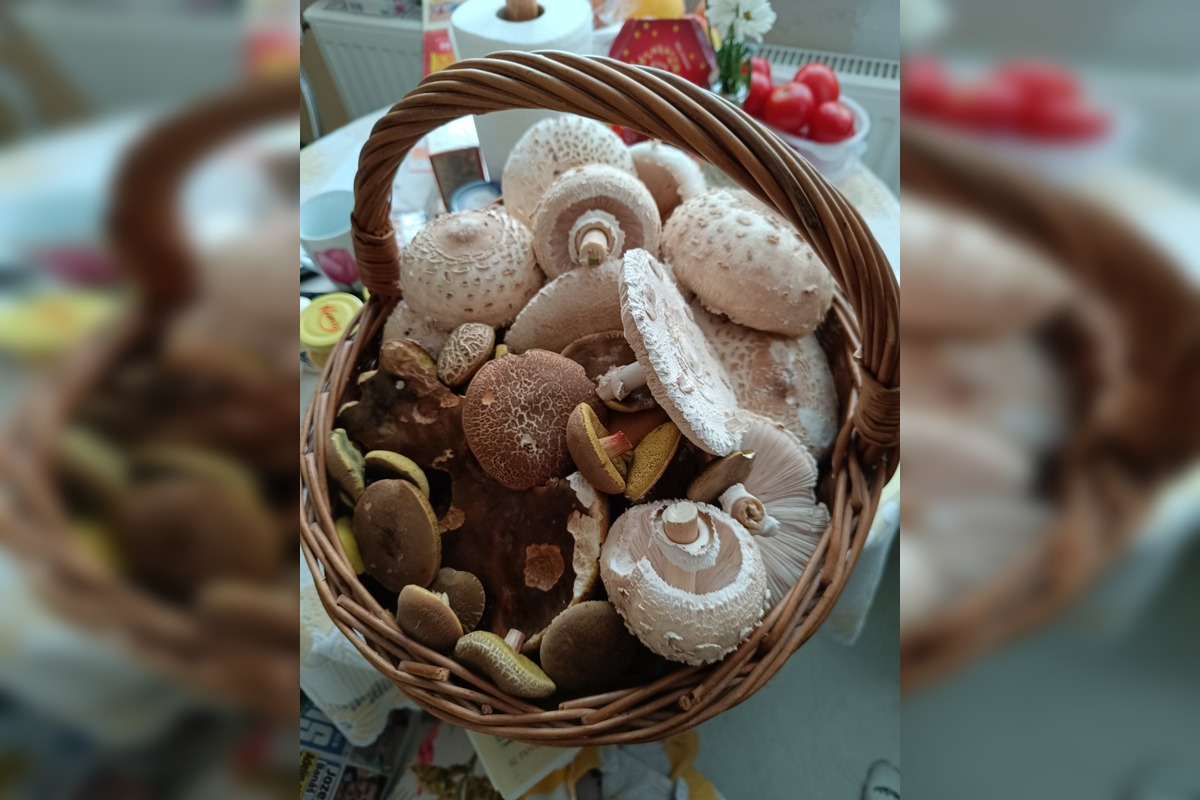 FOTO: Lesy Trenčianskeho kraja sa premenili na hubársky raj, košíky nadšencov sa plnia dubákmi aj masliakmi, foto 9