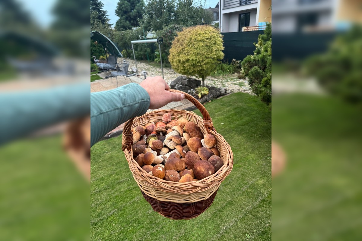 FOTO: Lesy Trenčianskeho kraja sa premenili na hubársky raj, košíky nadšencov sa plnia dubákmi aj masliakmi, foto 10