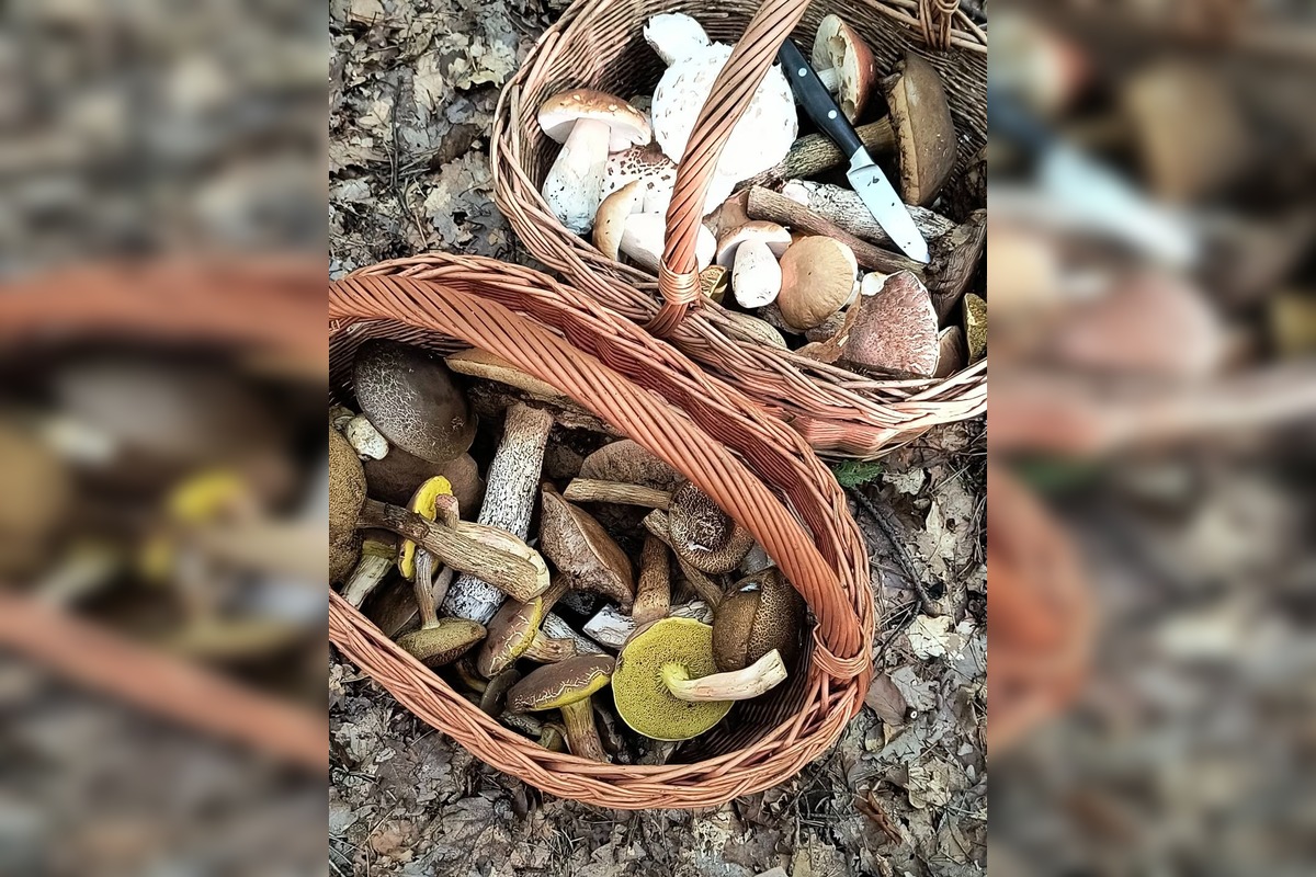 FOTO: Lesy Trenčianskeho kraja sa premenili na hubársky raj, košíky nadšencov sa plnia dubákmi aj masliakmi, foto 11