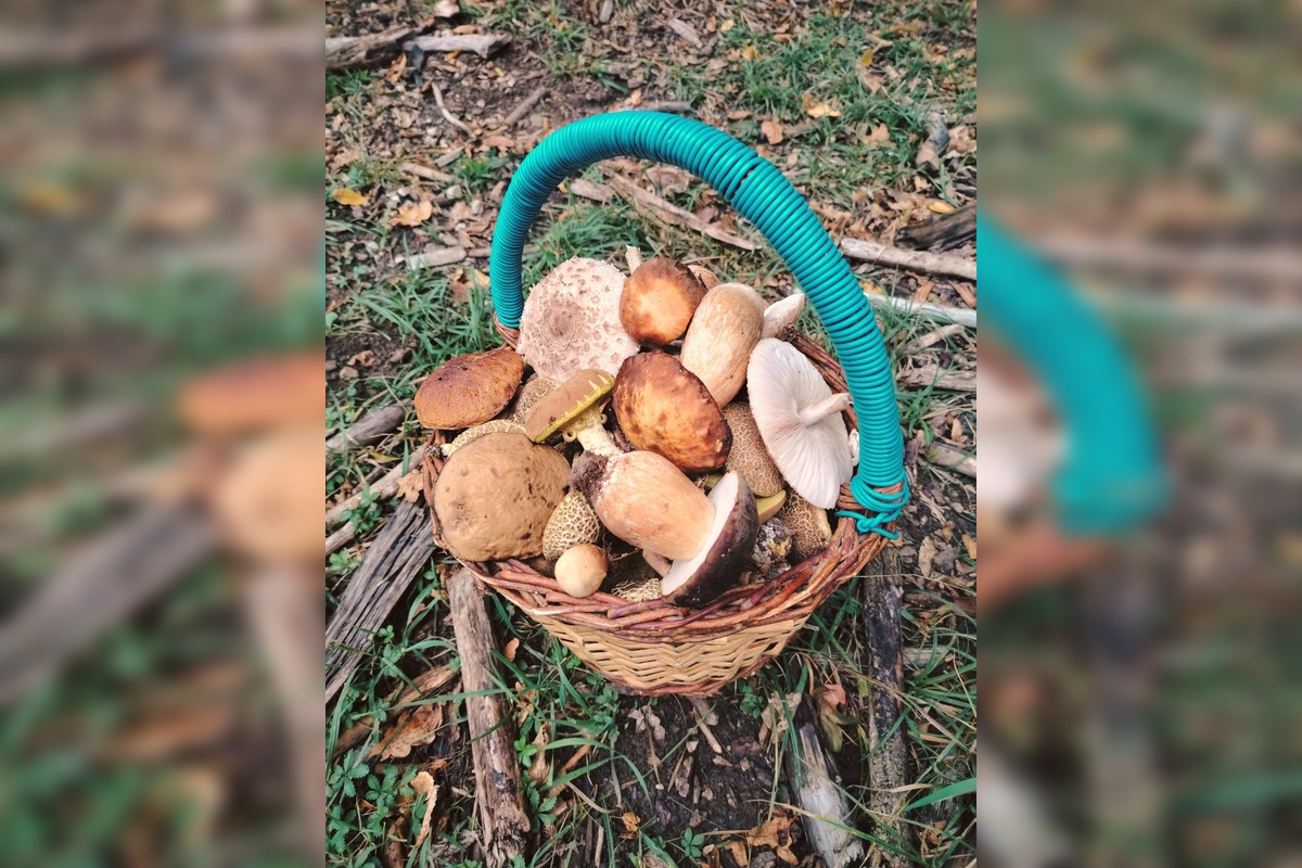 FOTO: Lesy Trenčianskeho kraja sa premenili na hubársky raj, košíky nadšencov sa plnia dubákmi aj masliakmi, foto 12