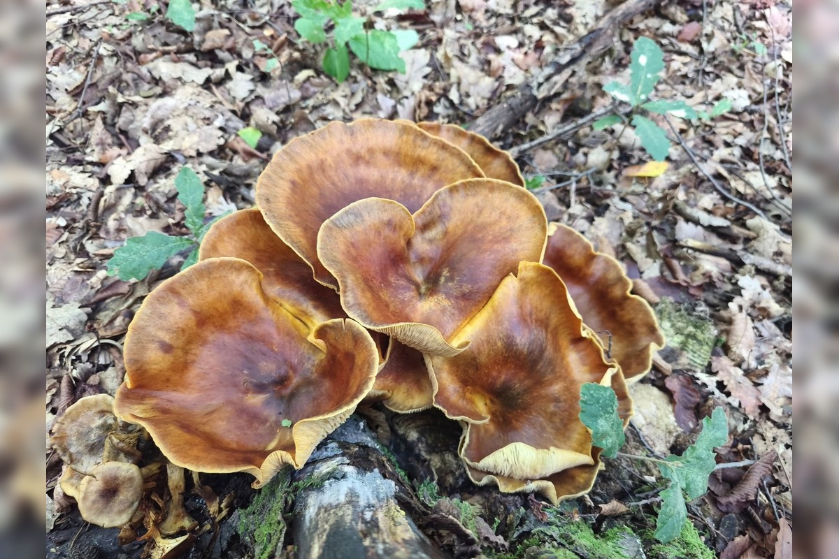 FOTO: Lesy Trenčianskeho kraja sa premenili na hubársky raj, košíky nadšencov sa plnia dubákmi aj masliakmi, foto 13