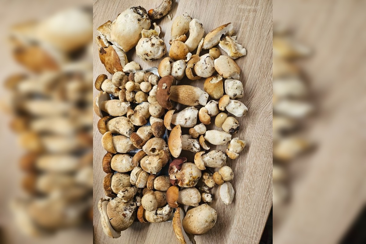 FOTO: Lesy Trenčianskeho kraja sa premenili na hubársky raj, košíky nadšencov sa plnia dubákmi aj masliakmi, foto 14