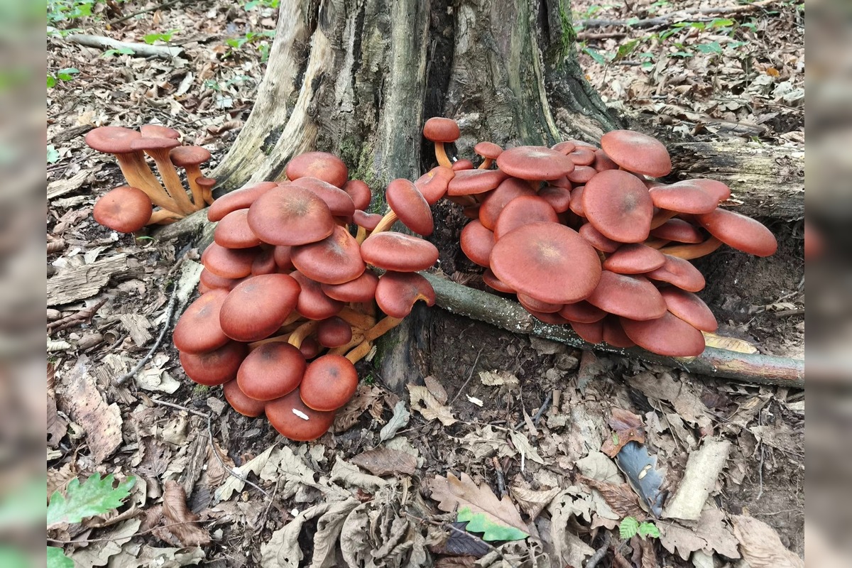 FOTO: Lesy Trenčianskeho kraja sa premenili na hubársky raj, košíky nadšencov sa plnia dubákmi aj masliakmi, foto 15