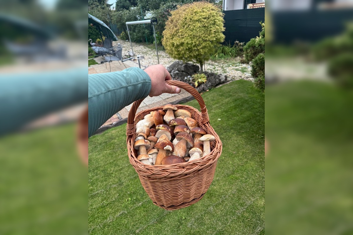 FOTO: Lesy Trenčianskeho kraja sa premenili na hubársky raj, košíky nadšencov sa plnia dubákmi aj masliakmi, foto 16