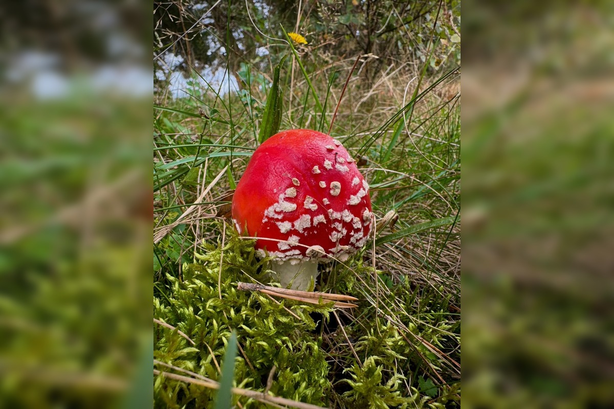 FOTO: Lesy Trenčianskeho kraja sa premenili na hubársky raj, košíky nadšencov sa plnia dubákmi aj masliakmi, foto 17