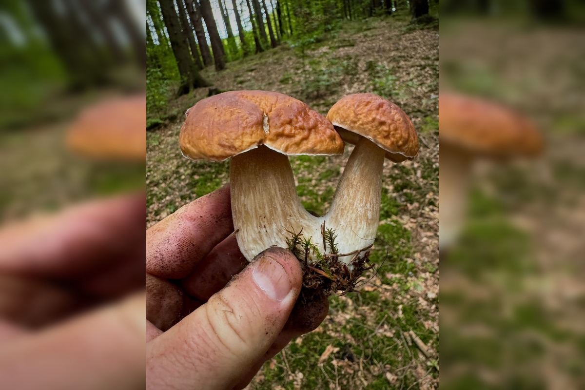 FOTO: Lesy Trenčianskeho kraja sa premenili na hubársky raj, košíky nadšencov sa plnia dubákmi aj masliakmi, foto 18