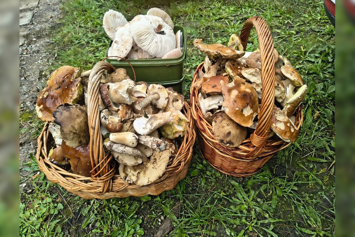 FOTO: Lesy Trenčianskeho kraja sa premenili na hubársky raj, košíky nadšencov sa plnia dubákmi aj masliakmi, foto 19