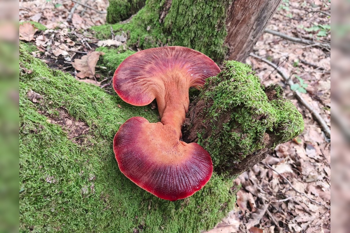 FOTO: Lesy Trenčianskeho kraja sa premenili na hubársky raj, košíky nadšencov sa plnia dubákmi aj masliakmi, foto 20
