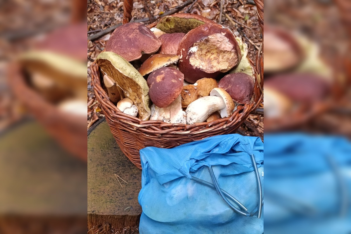 FOTO: Lesy Trenčianskeho kraja sa premenili na hubársky raj, košíky nadšencov sa plnia dubákmi aj masliakmi, foto 21