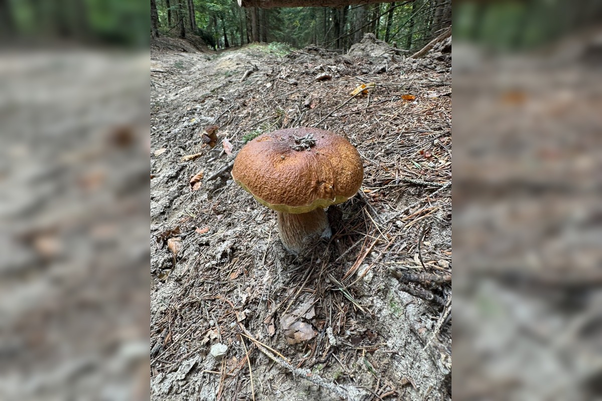 FOTO: Lesy Trenčianskeho kraja sa premenili na hubársky raj, košíky nadšencov sa plnia dubákmi aj masliakmi, foto 22