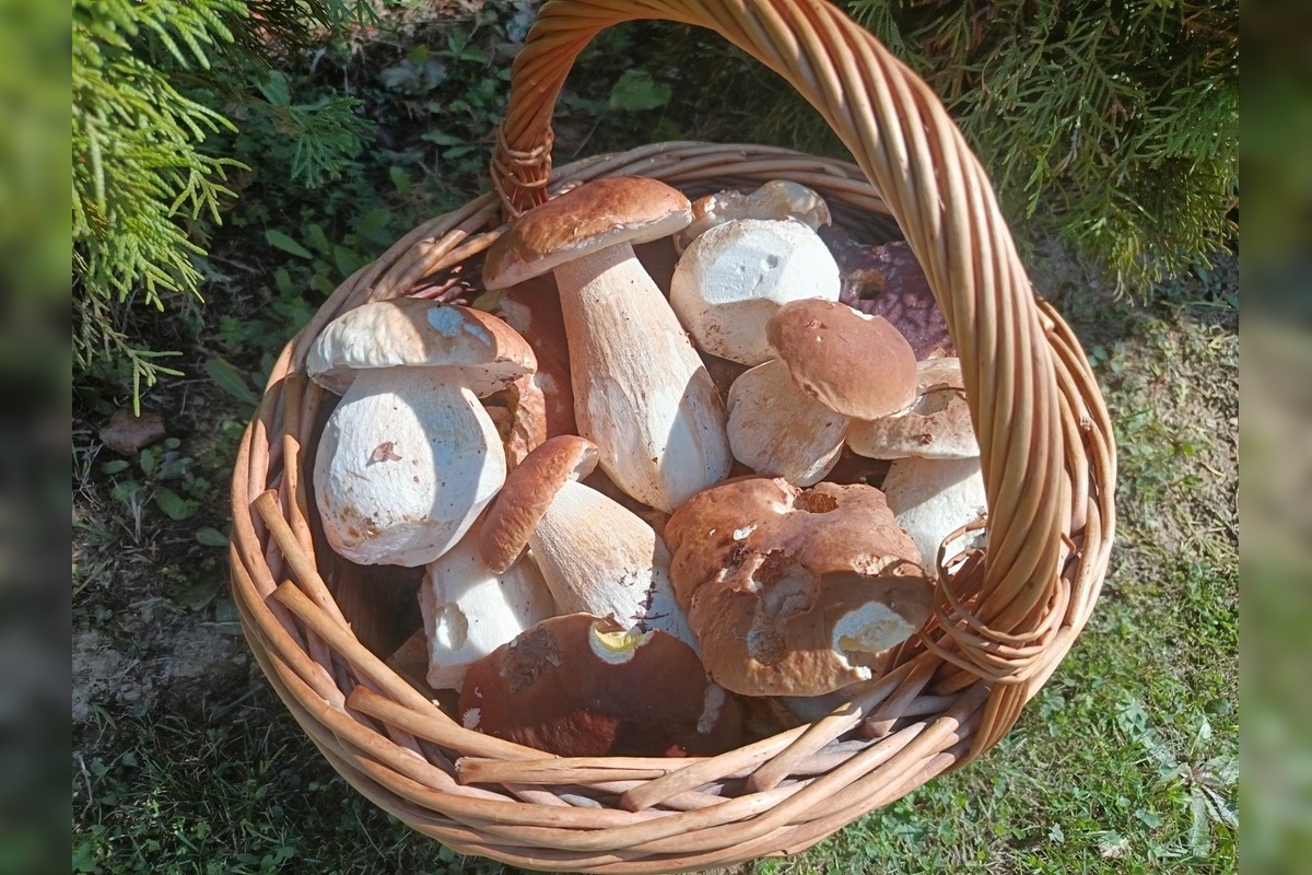 FOTO: Hubárska diagnóza zasiahla východ. Dubáky, smiech aj plné košíky, foto 4