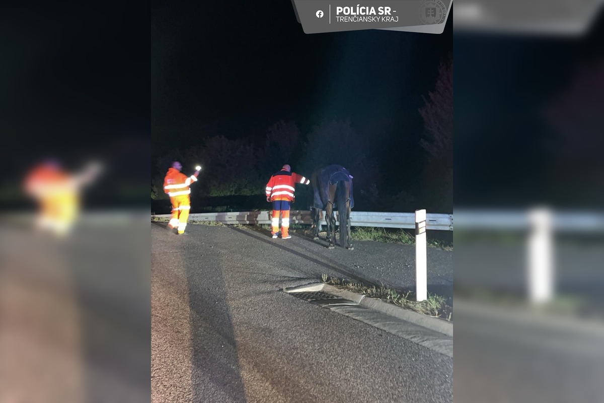 FOTO: Kôň ušiel z farmy pri Ilave rovno na diaľnicu , foto 1