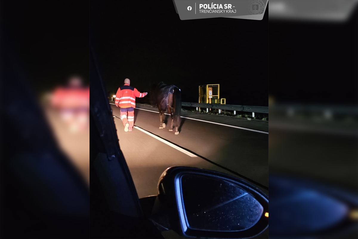 FOTO: Kôň ušiel z farmy pri Ilave rovno na diaľnicu , foto 2
