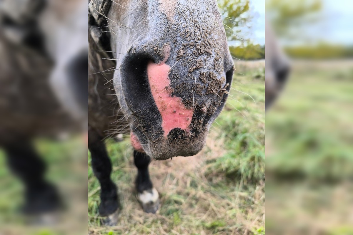 FOTO: Regionálna veterinárna správa zasahovala v Nitrianskom Pravne, kôň bol bez vody aj pohybu, foto 1
