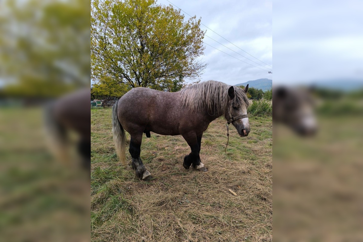 FOTO: Regionálna veterinárna správa zasahovala v Nitrianskom Pravne, kôň bol bez vody aj pohybu, foto 4