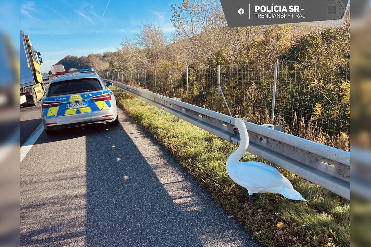 FOTO: Na diaľnici pri Beckove sa prechádzala labuť, policajti museli riadiť premávku, foto 2
