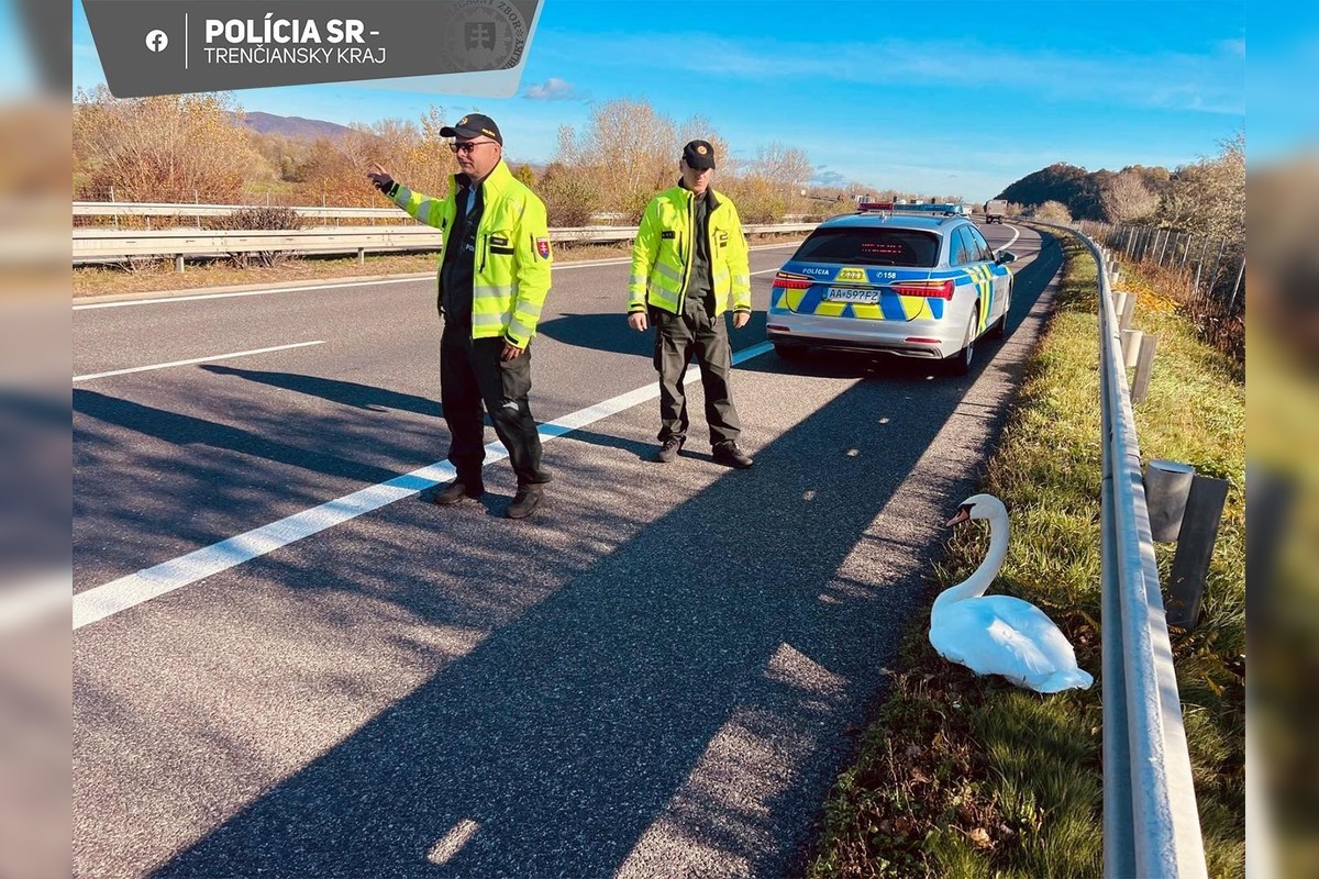 FOTO: Na diaľnici pri Beckove sa prechádzala labuť, policajti museli riadiť premávku, foto 4