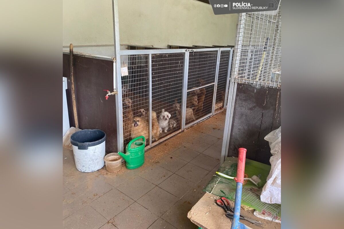 FOTO: Psi zhabané raziou v Prievidzi čakajú na adopčný proces , foto 1