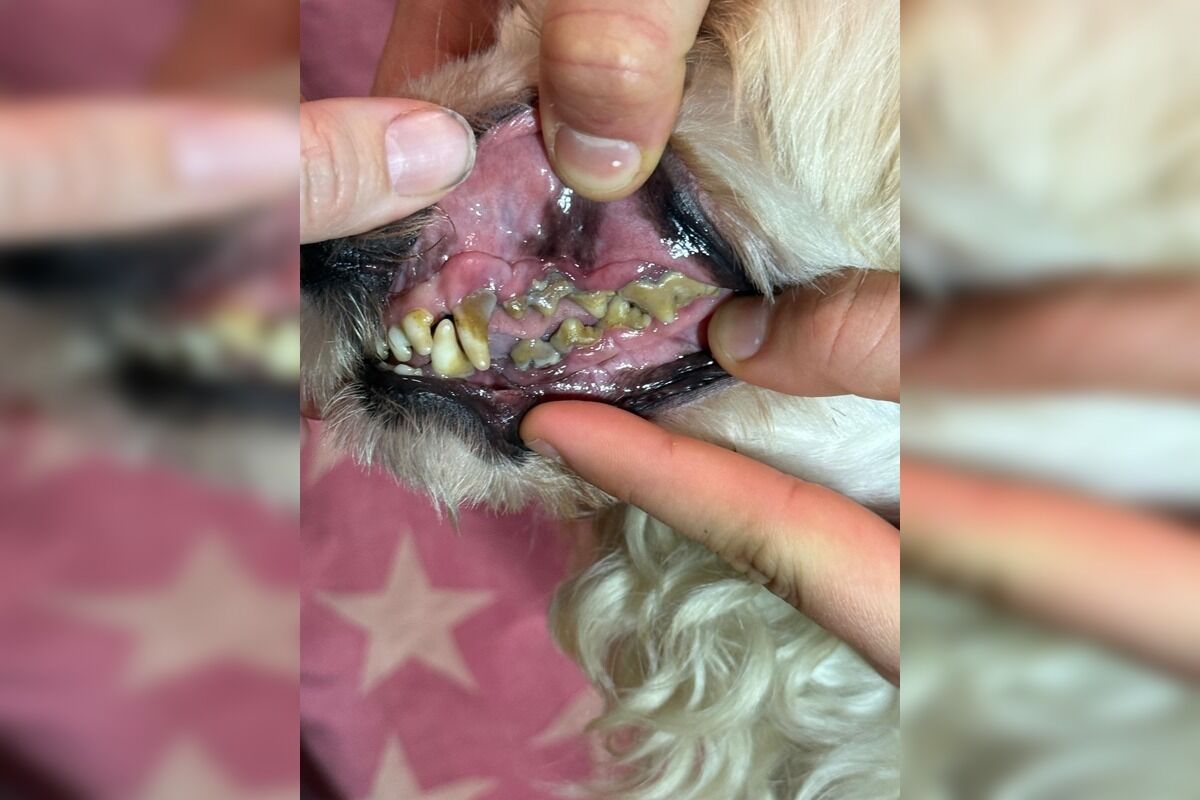 FOTO: Psi zhabané raziou v Prievidzi čakajú na adopčný proces , foto 3