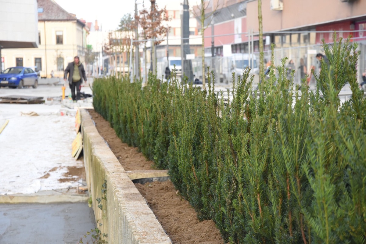 FOTO: Pešia zóna v Trenčíne sa zazelenáva, foto 3