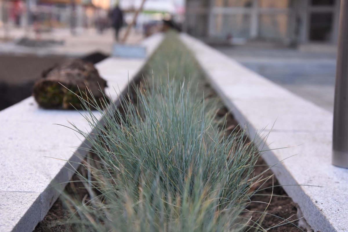 FOTO: Pešia zóna v Trenčíne sa zazelenáva, foto 5