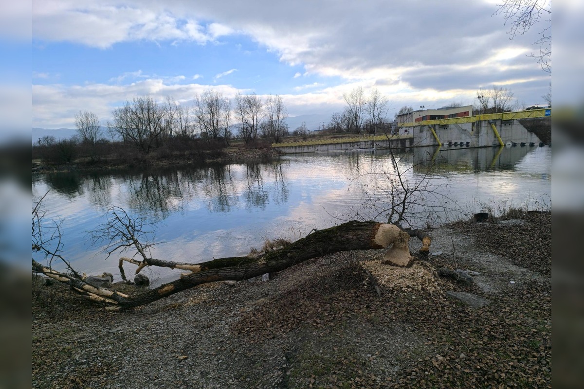 FOTO: Bobor sa vo veľkom rozhryzuje v Trenčíne, škody pri Váhu vyvolali diskusie, foto 1