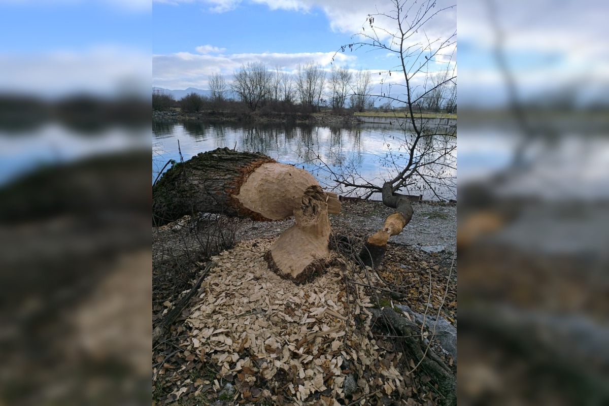 FOTO: Bobor sa vo veľkom rozhryzuje v Trenčíne, škody pri Váhu vyvolali diskusie, foto 2
