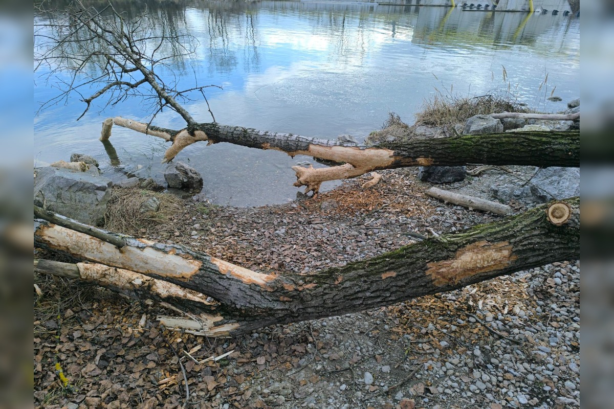 FOTO: Bobor sa vo veľkom rozhryzuje v Trenčíne, škody pri Váhu vyvolali diskusie, foto 4
