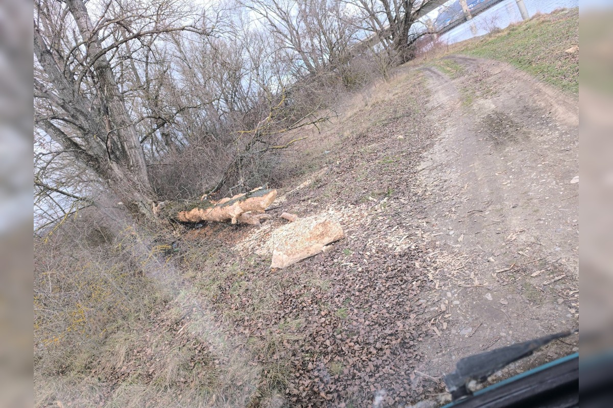 FOTO: Bobor sa vo veľkom rozhryzuje v Trenčíne, škody pri Váhu vyvolali diskusie, foto 5