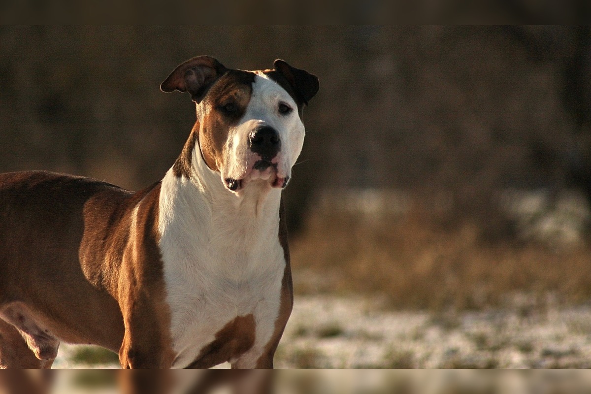 FOTO: V Dubnici nad Váhom pohrýzol pes v parku svojho majiteľa kvôli nezodpovednej psíčkarke, foto 2