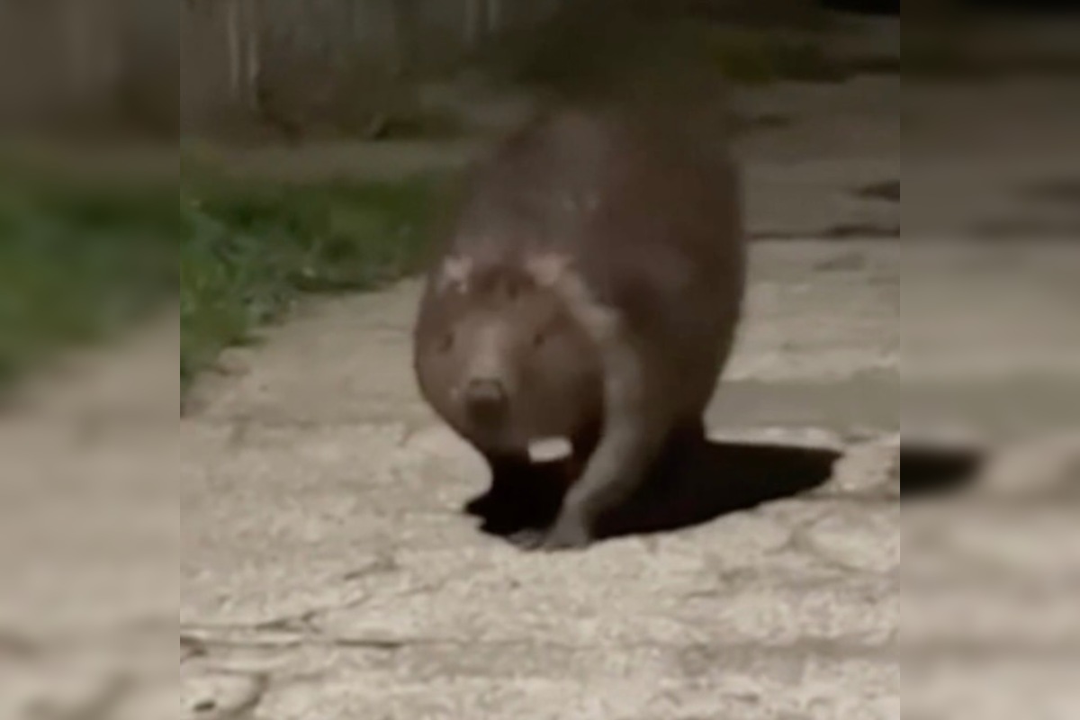 FOTO: V kúpeľnom parku v Trenčianskych Tepliciach sa objavil bobor, foto 1
