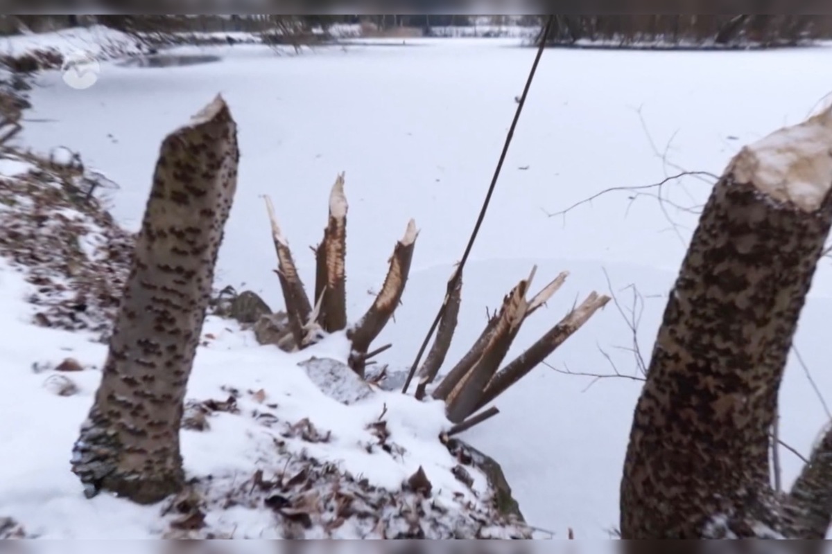 FOTO: V kúpeľnom parku v Trenčianskych Tepliciach sa objavil bobor, foto 2