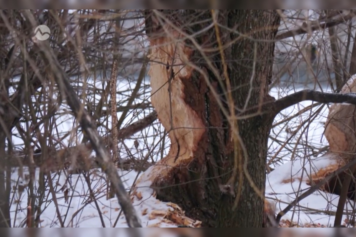 FOTO: V kúpeľnom parku v Trenčianskych Tepliciach sa objavil bobor, foto 3