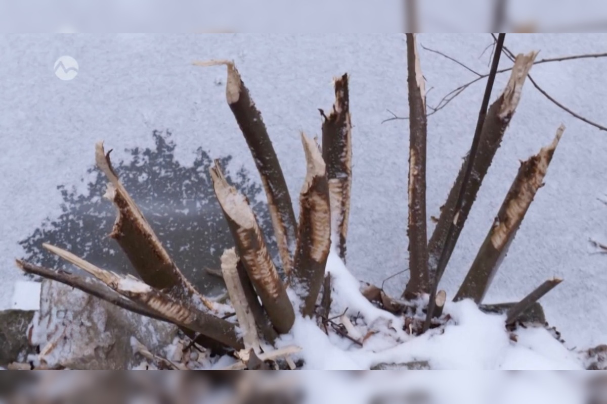 FOTO: V kúpeľnom parku v Trenčianskych Tepliciach sa objavil bobor, foto 4