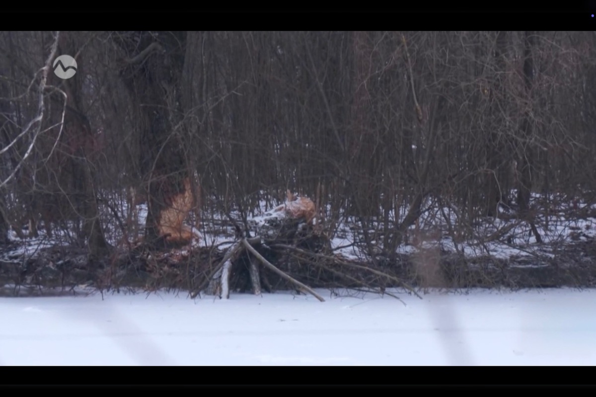 FOTO: V kúpeľnom parku v Trenčianskych Tepliciach sa objavil bobor, foto 5