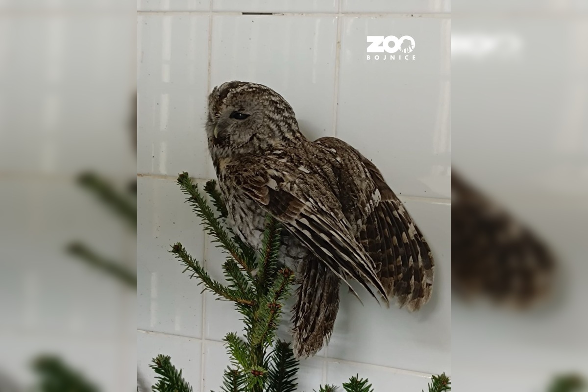 FOTO: Hasiči z Nitrianskeho Pravna zachránili sovu uviaznutú v komíne, foto 1