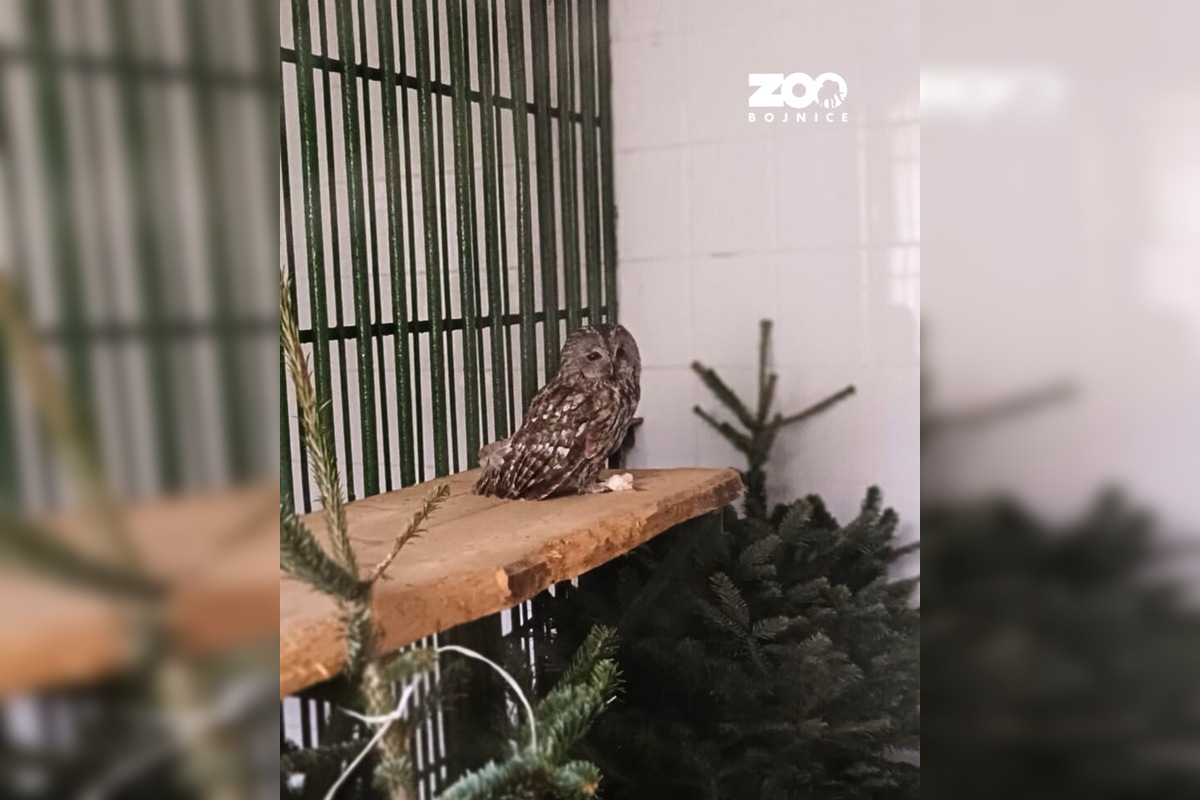 FOTO: Hasiči z Nitrianskeho Pravna zachránili sovu uviaznutú v komíne, foto 2