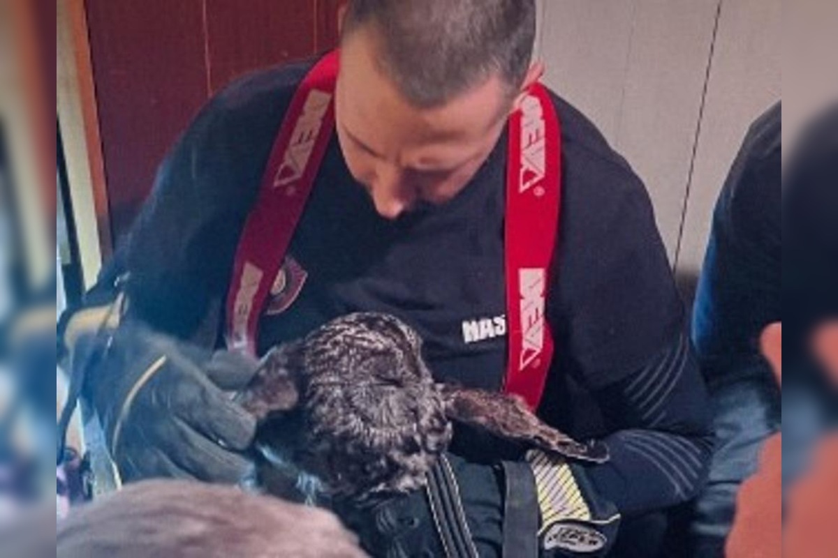 FOTO: Hasiči z Nitrianskeho Pravna zachránili sovu uviaznutú v komíne, foto 4