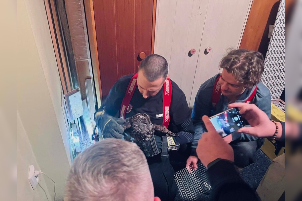 FOTO: Hasiči z Nitrianskeho Pravna zachránili sovu uviaznutú v komíne, foto 5