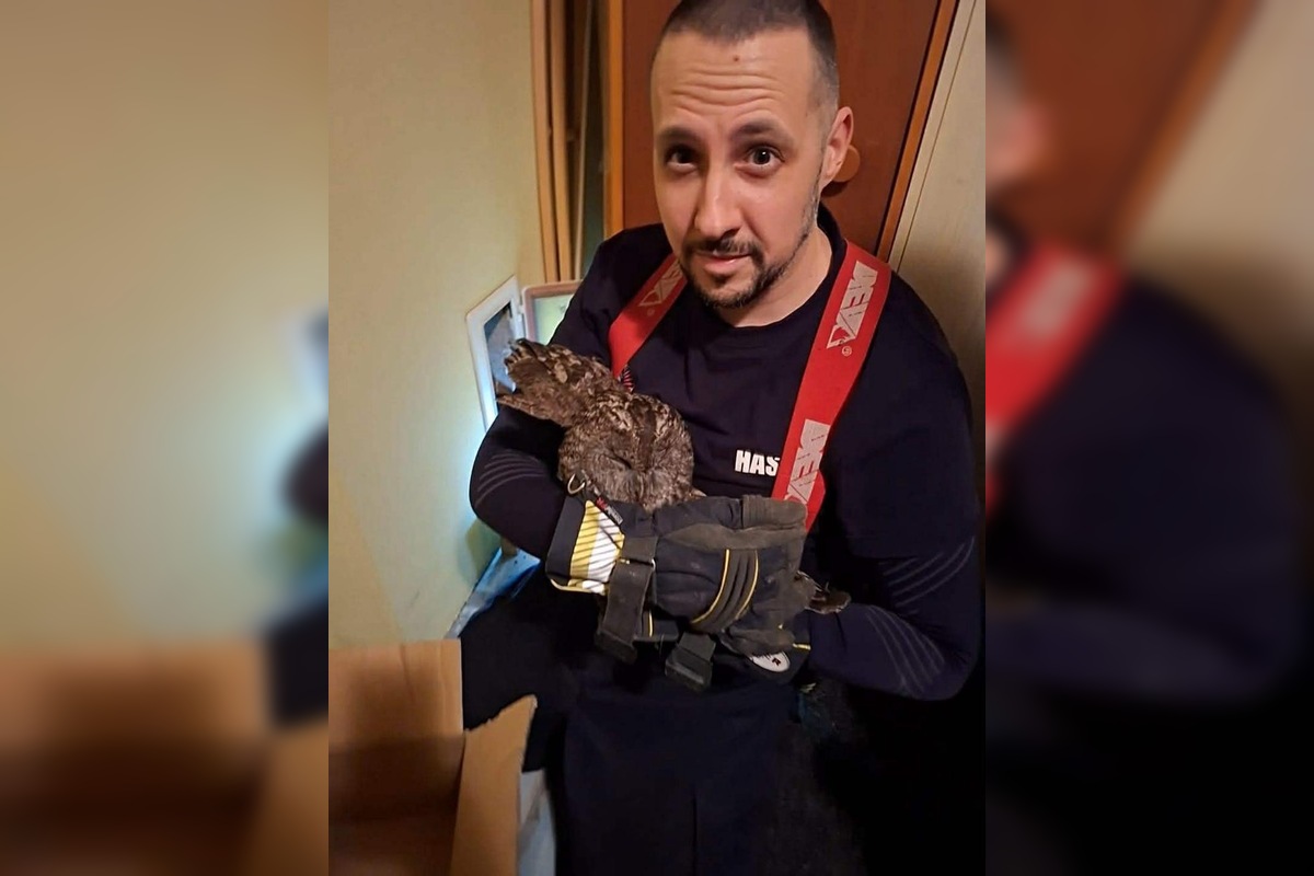 FOTO: Hasiči z Nitrianskeho Pravna zachránili sovu uviaznutú v komíne, foto 6