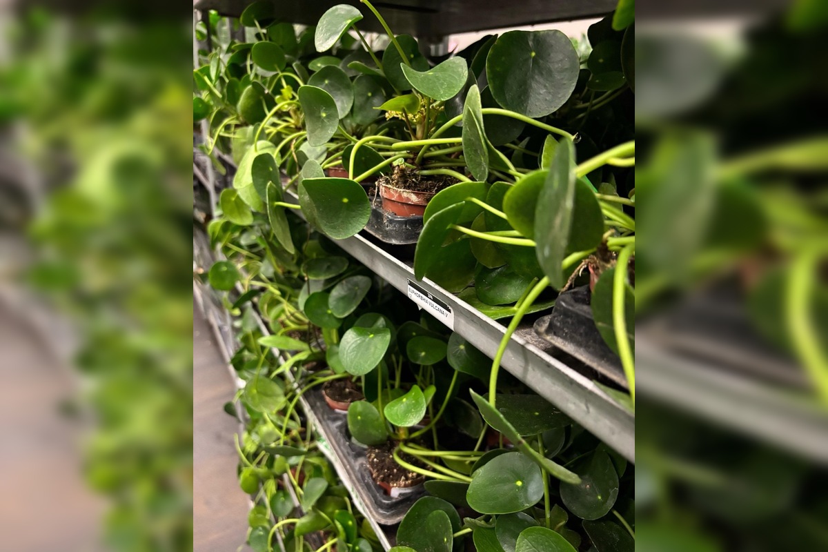 FOTO: Po veľkom úspechu sa do Trenčína vracia Festival rastlín, foto 3